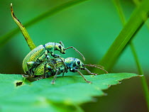 Weevils (Phyllobius arborator) mating, Upper Bavaria, Germany, May.