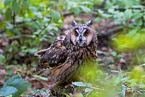 Long-eared owl (Asio otus) Bavarian forest National Park, Bavaria, Germany, May. Captive.