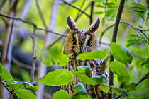 Long-eared owl (Asio otus) Bavarian forest National Park, Germany, May. Captive.