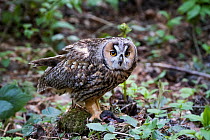 Long-eared owl (Asio otus) Bavarian forest National Park, Bavaria, Germany, May.  Captive.