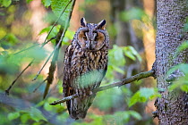 Long-eared owl (Asio otus) Bavarian forest National Park, Germany, Europe  Captive.