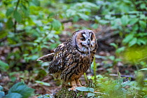 Long-eared owl (Asio otus) swallowing mouse, Bavarian forest National Park, Germany, May. Captive.