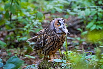 Long-eared owl (Asio otus) swallowing mouse, Bavarian forest National Park, Germany, May.  Captive.