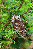 Tengmalm's owl (Aegolius funereus) Bavarian Forest National Park,  Germany, June. Captive.