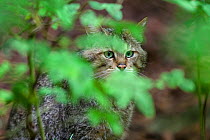 European wild cat (Felis silvestris) behind leaves, Bavarian Forest National Park,  Germany, June. Captive