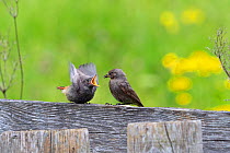 Black redstart (Phoenicurus ochruros) female feeding begging chick,  Bavaria, Germany, June.