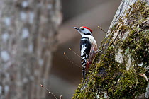 Middle spotted woodpecker (Dendrocopos medius) Bavaria, Germany. March.