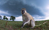 Vervet monkey (Cercopithecus aethiops) female watching with curiosity, taken with remote camera perspective.Maasai Mara National Reserve, Kenya.