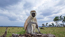 Vervet monkey (Cercopithecus aethiops) sitting on a fallen tree, remote camera image. Maasai Mara National Reserve, Kenya.