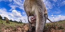 Vervet monkey (Cercopithecus aethiops) rear view of female with suckling baby peering with curiosity - remote camera perspective. Maasai Mara National Reserve, Kenya.