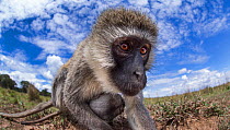 Vervet monkey (Cercopithecus aethiops) female and baby peering with curiosity - remote camera perspective. Maasai Mara National Reserve, Kenya.