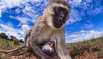 Vervet monkey (Cercopithecus aethiops) female and baby peering with curiosity - remote camera perspective.  Masai Mara National Reserve, Kenya, December.