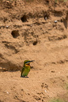 Blue-tailed bee-eater (Merops philippinus)   sitting near nest, in nesting colony on river bank. Near Ranganathittu Bird Sanctuary, Karnataka, India.