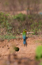 Blue-tailed bee-eater (Merops philippinus)   sitting near nest, in nesting colony on river bank. Near Ranganathittu Bird Sanctuary, Karnataka, India.