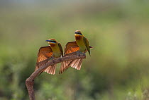 Blue-tailed bee-eater (Merops philippinus) pair sitting on perch, with a wing stretched, preening in synchronization.  Near Ranganathittu Bird Sanctuary, Karnataka, India.