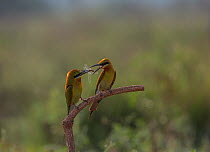 Blue-tailed bee-eater (Merops philippinus) male bringing insect for female as nuptial offering. Near Ranganathittu Bird Sanctuary, Karnataka, India.