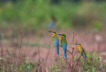 Blue-tailed bee-eater (Merops philippinus)  pair perched together, Near Ranganathittu Bird Sanctuary, Karnataka, India.