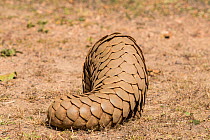 Indian Pangolin (Manis crassicaudata) rear view of body and tail covered with scales, Kanha National Park, Madhya Pradesh, India.