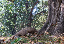 Indian Pangolin (Manis crassicaudata) foraging, Kanha National Park, Madhya Pradesh, India.