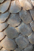 Indian pangolin (Manis crassicaudata) close-up of scales, Kanha National Park, Madhya Pradesh, India.
