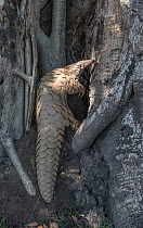 Indian pangolin (Manis crassicaudata) using powerful forelimbs armed with long claws digging soil looking for termites, Kanha National Park, Madhya Pradesh, India.