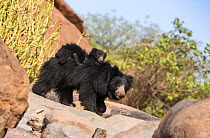 Sloth bear (Melursus ursinus) cub riding on mothers back, Daroiji Bear Sanctuary, Karnataka, India.