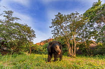 Sloth bear (Melursus ursinus) Daroiji Bear Sanctuary, Karnataka, India.