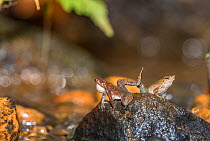 Kottigehar dancing frog (Micrixalus kottigeharensis) male calling and waving feet to push rival male away, Agumbe, Western Ghats, India.