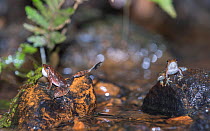 Kottigehar dancing frog (Micrixalus kottigeharensis) rival males competing for space, Agumbe, Western Ghats, India.