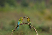 Blue-tailed bee-eater (Merops philippinus)  male bringing insect for female as courtship offering. Near Ranganathittu Bird Sanctuary, Karnataka, India.