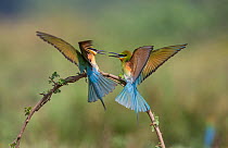 Blue-tailed bee-eaters (Merops philippinus) competing for perch. Near Ranganathittu Bird Sanctuary, Karnataka, India.