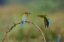 Blue-tailed bee-eaters (Merops philippinus) competing for better perch. Near Ranganathittu Bird Sanctuary, Karnataka, India.