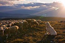Maremma Sheepdog with sheep, Gran Sasso National Park, Abruzzo, Italy, June