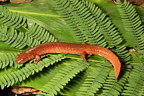 Mountain spring salamander (Gyrinophilus porphyriticus)  captive, occurs in the USA.