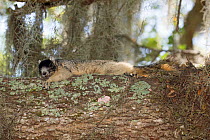 Sherman's fox squirrel (Sciurus niger shermani) North Florida, USA, May.
