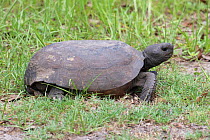 Gopher tortoise (Gopherus polyphemus) North Florida, USA, May. Small repro only