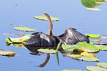 Anhinga (Anhinga anhinga) male half immersed in water, while hunting, Everglades, South Florida, USA, May.