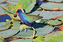 Purple Gallinule (Porphyrula martinica) on lily pads with snail in beak, North Florida,USA