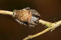 Tropical tent-web spider (Cyrtophora citricola) female, Florida,USA, May.