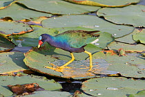 Purple gallinule (Porphyrula martinica) hunting amngst lily pads,  Florida, USA, May.