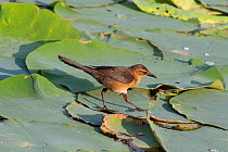 Boat-tailed grackle (Quiscalus major) female foraging for insect in lily pads, North Florida,USA