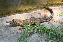 Slender-snouted crocodile (Mecistops catophractus) juvenile, captive, occurs in Africa. Critically endangered species.