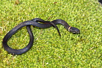 Southern ringneck snake (Diadophis punctatus punctatus) North Florida, USA. Controlled conditions.