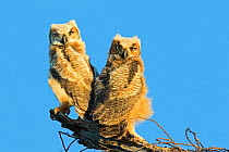 Great horned owl(Bubo virginianus) chicks, Floridia, USA, February.
