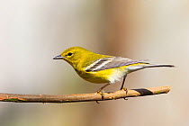 Pine warbler (Dendroica pinus) male, North Florida, USA, February.