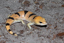 Peters banded skink (Scincopus fasciatus)  captive, occurs in Morocco.