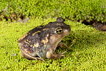 Eastern spadefoot toad (Scaphiopus holbrookii) Florida, USA, August. Controlled conditions.