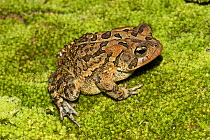 Southern toad (Anaxyrus terrestris) Florida, USA, August. Controlled conditions.