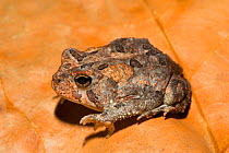 Fowler's toad (Anaxyrus fowleri) Florida, USA, August.  Controlled conditions.
