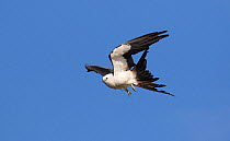Swallow-tailed kite (Elanoides forficatus) Central Florida, USA, July